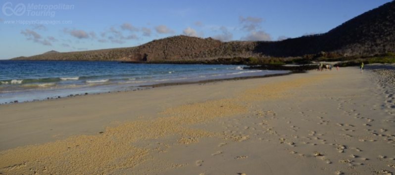Punta Cormorant